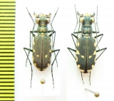 Calomera ? durvillei, pair  Indonesia, Papua - INSECTS-STORE.RU