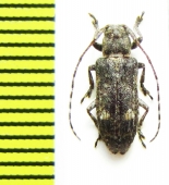 Pterolophia mandzhurica  Russia, Far East - INSECTS-STORE.RU