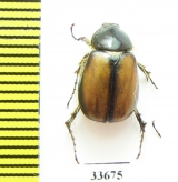 Elaphocera schmidti  Greece - INSECTS-STORE.RU