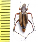 Macrodactylini sp.  Colombia - INSECTS-STORE.RU