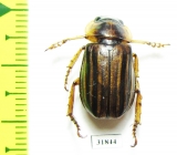 Rutelinae sp.  Panama - INSECTS-STORE.RU