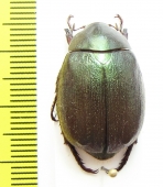 Anomala obesa  Philippines - INSECTS-STORE.RU