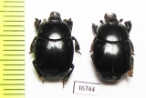 Plaesius ruptistrius  Indonesia, Kalimantan - INSECTS-STORE.RU