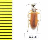 Meloidae sp.  Morocco - INSECTS-STORE.RU