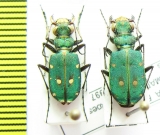 Cicindela maroccana pseudomaroccana, pair  Spain - INSECTS-STORE.RU