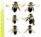 Hymenoptera sp.  Russia, Tver reg. - INSECTS-STORE.RU