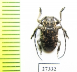 Cerambycidae sp.  South Africa Rep. - INSECTS-STORE.RU