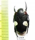 Amazula suavis  South Africa Rep. - INSECTS-STORE.RU