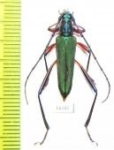 Chloridolum heyrovskyi  Vietnam - INSECTS-STORE.RU