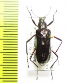 Tenebrionidae sp.  Malaysia, Borneo - INSECTS-STORE.RU