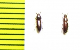 Corticeus sp.  Malaysia - INSECTS-STORE.RU