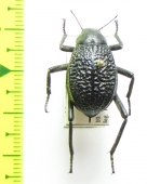 Adesmia ulcerosa ulcerosa  Israel - INSECTS-STORE.RU