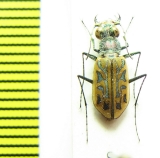 Habrodera ovas, female  Madagascar - INSECTS-STORE.RU