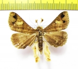 Noctuidae sp.  French Guiana - INSECTS-STORE.RU