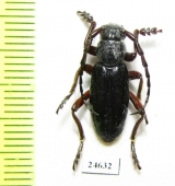 Dorcadion klavdiae  Georgia - INSECTS-STORE.RU