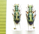 Heptodonta analis, pair  Malaysia, Borneo - INSECTS-STORE.RU