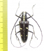 Cerambycidae sp.  Panama - INSECTS-STORE.RU