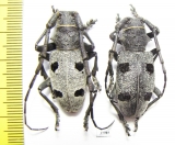 Morimus funereus, pair  Moldova 35mm - INSECTS-STORE.RU