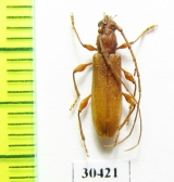 Cerambycidae sp.  China, Sichuan prov. - INSECTS-STORE.RU