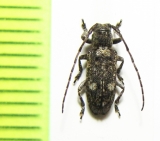 Pterolophia mandzhurica  Russia, Far East - INSECTS-STORE.RU