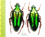 Chalcothea resplendens  Indonesia, Java - INSECTS-STORE.RU