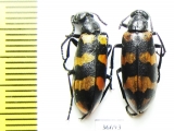 Meloidae sp.  Morocco - INSECTS-STORE.RU