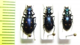 Carabidae sp.  Indonesia, Sumatra - INSECTS-STORE.RU