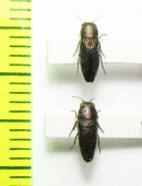 Sphenoptera basalis  Russia, Astrakhan reg. - INSECTS-STORE.RU