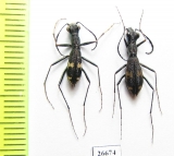 Dromica stutzeri  Zambia - INSECTS-STORE.RU