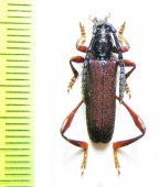 Ipothalia cambodgensis  Vietnam - INSECTS-STORE.RU