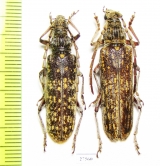 Rhytidodera bowringi  Laos - INSECTS-STORE.RU