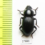 Tenebrionidae sp.  Australia - INSECTS-STORE.RU