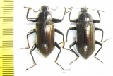 Tenebrionidae sp., pair  Indonesia, Kalimantan - INSECTS-STORE.RU