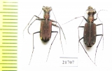 Cicindelinae sp., pair  Myanmar - INSECTS-STORE.RU