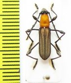 Cerambycidae sp.  Peru - INSECTS-STORE.RU