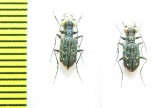 Cicindelinae sp., pair  Indonesia, Papua - INSECTS-STORE.RU