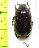 Parastasia bigibbosa  Malaysia, Borneo - INSECTS-STORE.RU