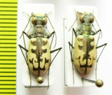 Cephalota circumdata imperialis, pair  Spain - INSECTS-STORE.RU