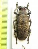 Titoceres jaspideus  Malawi - INSECTS-STORE.RU