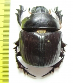 Heliocopris antenor  Togo - INSECTS-STORE.RU