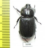 Phileurini sp.  Panama - INSECTS-STORE.RU