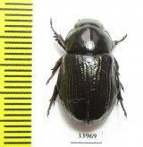 Dynastinae sp.  Panama - INSECTS-STORE.RU