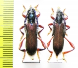 Ipothalia cambodgensis  Vietnam - INSECTS-STORE.RU