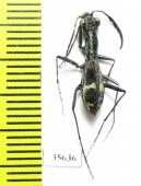 Dromica sp.  Zambia - INSECTS-STORE.RU