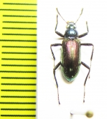 Tenebrionidae sp.  Malaysia, Borneo - INSECTS-STORE.RU