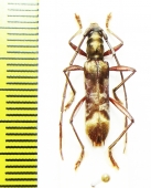 Cerambycidae sp.  Peru - INSECTS-STORE.RU