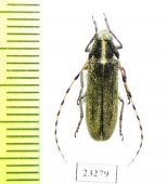 Agapanthia auliensis  Kazakhstan - INSECTS-STORE.RU