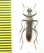 Leptorhabdium illyricum  Macedonia - INSECTS-STORE.RU