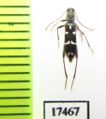 Raphuma diminuta  Russia, Far East - INSECTS-STORE.RU