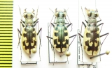 Cephalota littorea goudoti, pair  Spain - INSECTS-STORE.RU